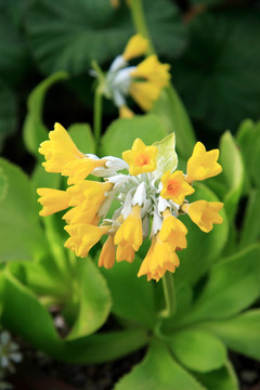 報(bào)春花屬（palinuri）