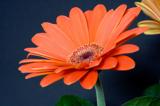 非洲菊