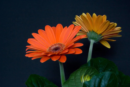 非洲菊