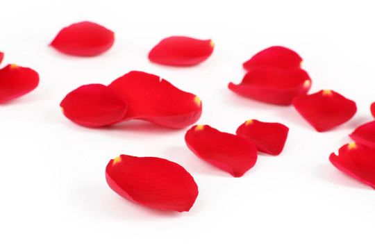 玫瑰花瓣