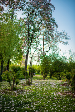 花落片地