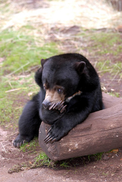 sunbear