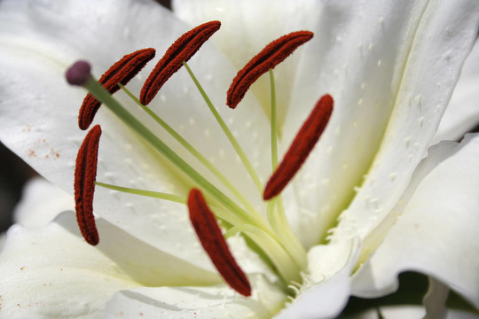 在White Lily