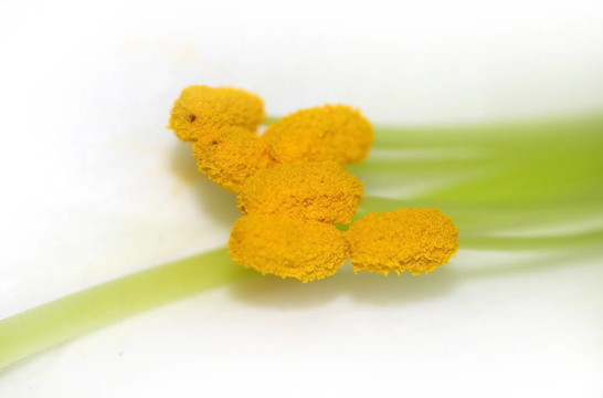 花的特寫