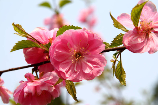 桃花