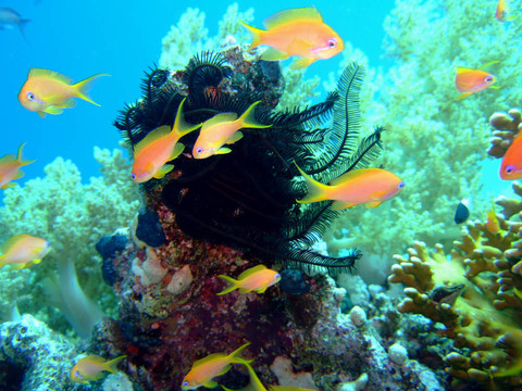 藍(lán)Scalefin Anthias和莉莉