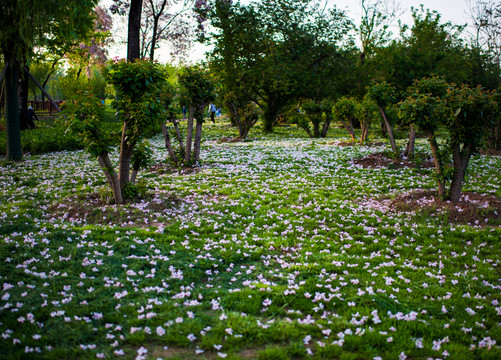 落花滿地