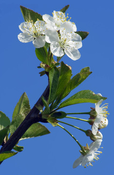 cherryflower
