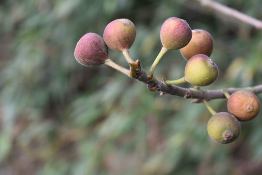 果實(shí)