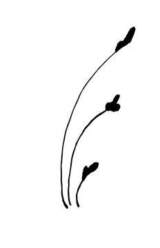 Fleur Marquis滾動