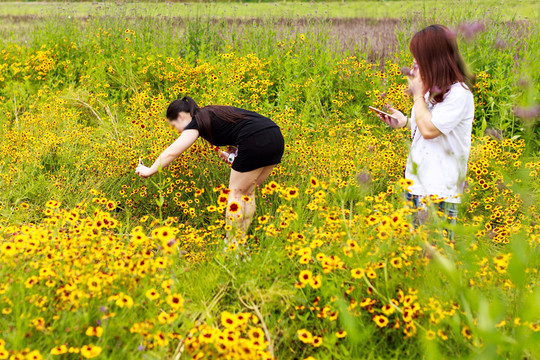 賞花