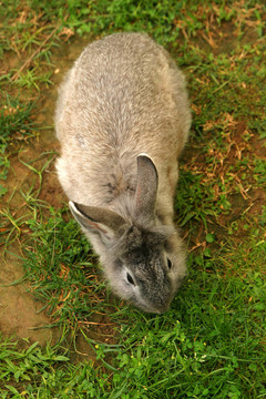 conejo_5426。