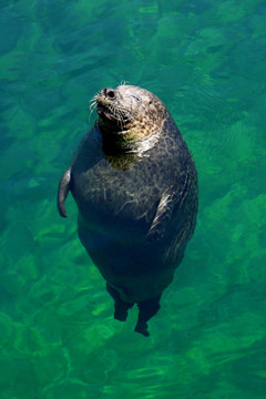 foca_5847。