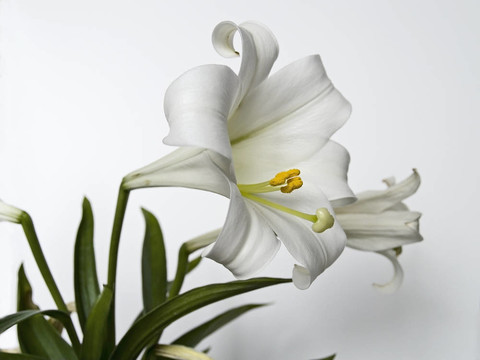 復(fù)活節(jié)的百合