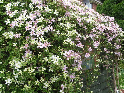 雜草叢生的小屋