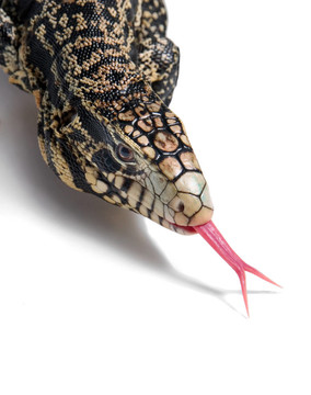 lizard_2136 Overo。