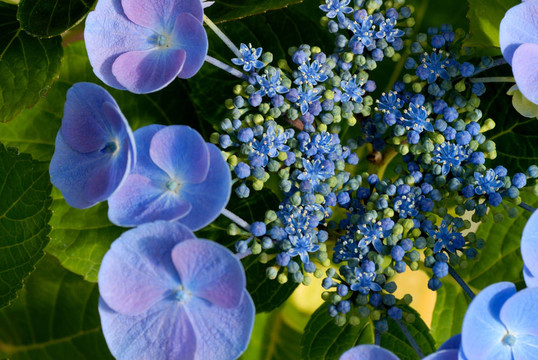 藍色繡球花