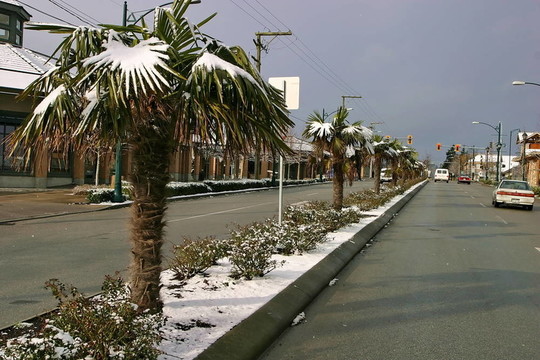 冰雪覆蓋的棕櫚樹；