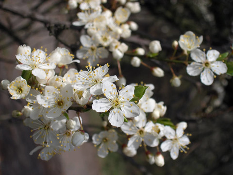 開(kāi)花的樹(shù)枝