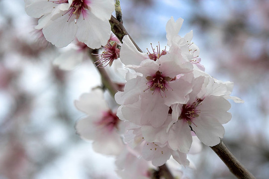 櫻花