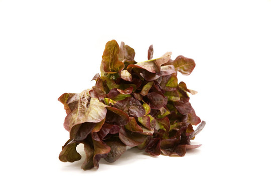 生菜
