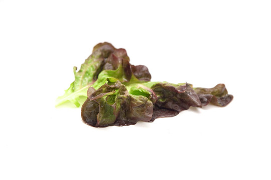 生菜