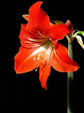 一朵紅色的花