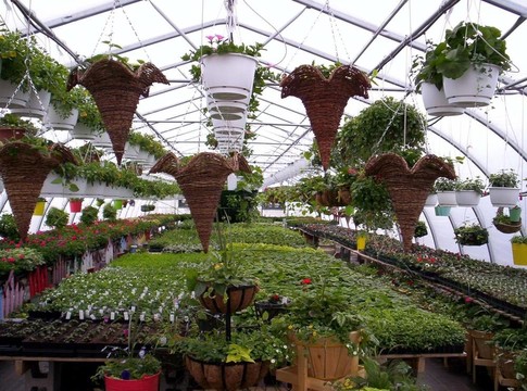 溫室植物和花卉
