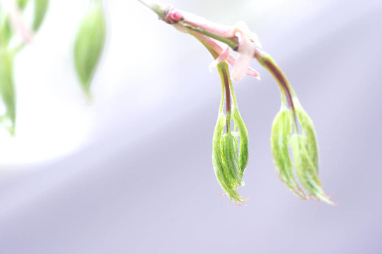 宏碁掌留芽