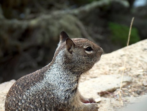 小Furry Squirrel