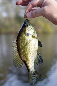 藍鰓魚