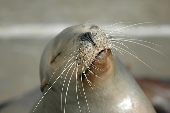 加利福尼亞海獅