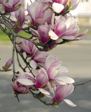 櫻花