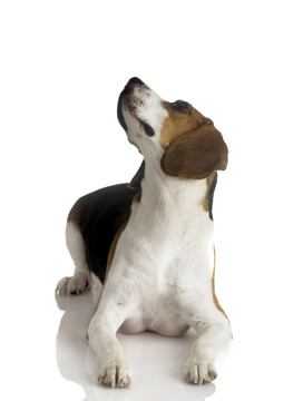 比格犬