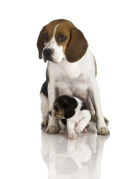 比格犬