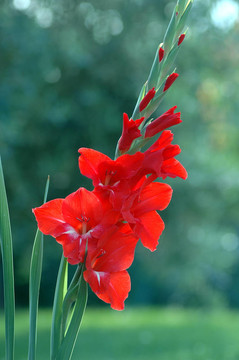 紅色唐菖蒲1