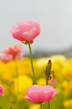 亞洲花毛茛