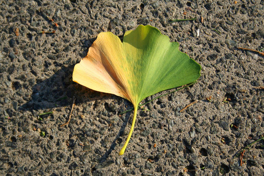 Gingko葉