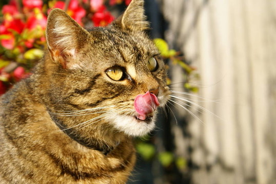狡猾的貓