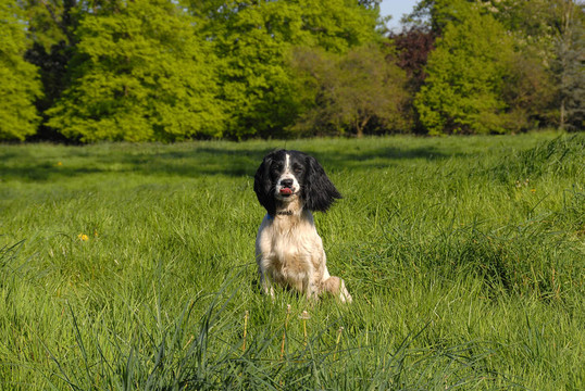 英國(guó)史賓格犬
