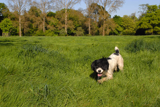 英國史賓格犬