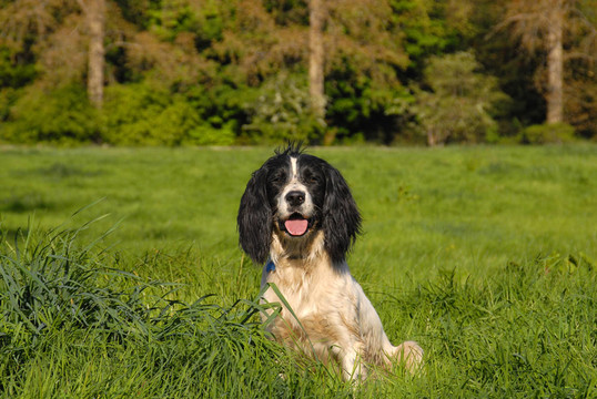 英國史賓格犬
