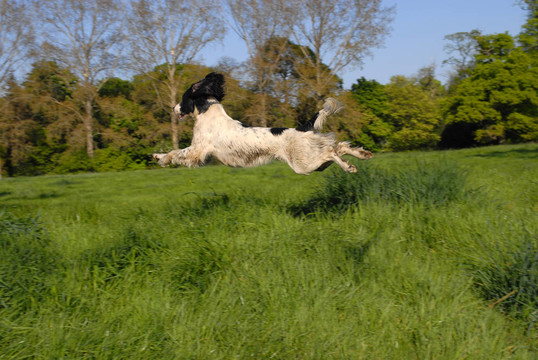 英國(guó)史賓格犬