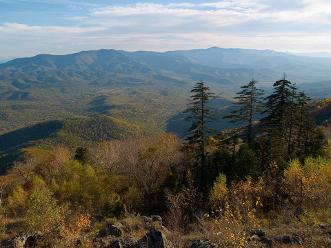 秋季松杉全景景觀