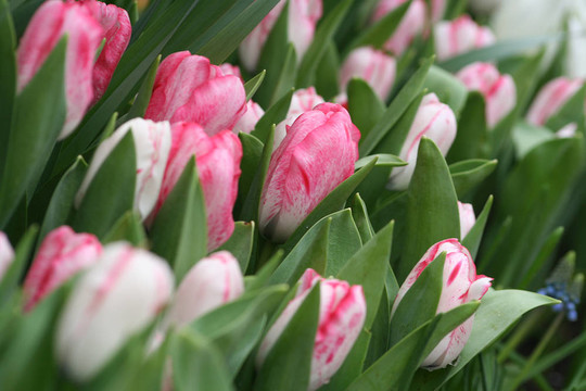 許多粉紅色的郁金香