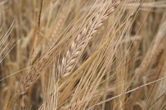 小麥在小麥籽粒
