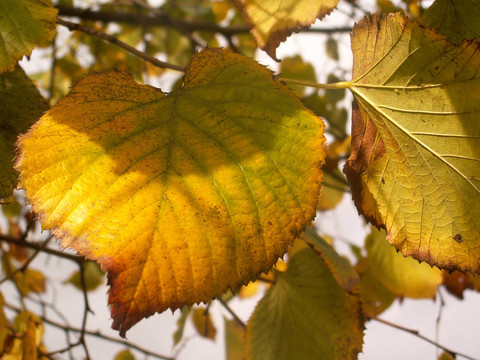 秋天的葉子