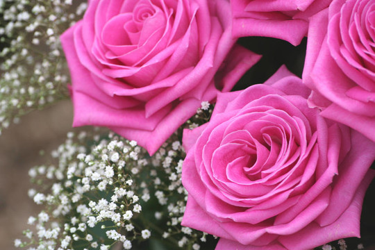 三粉紅色的玫瑰和白色