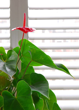 室內(nèi)植物