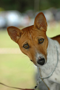 巴辛吉犬頭像